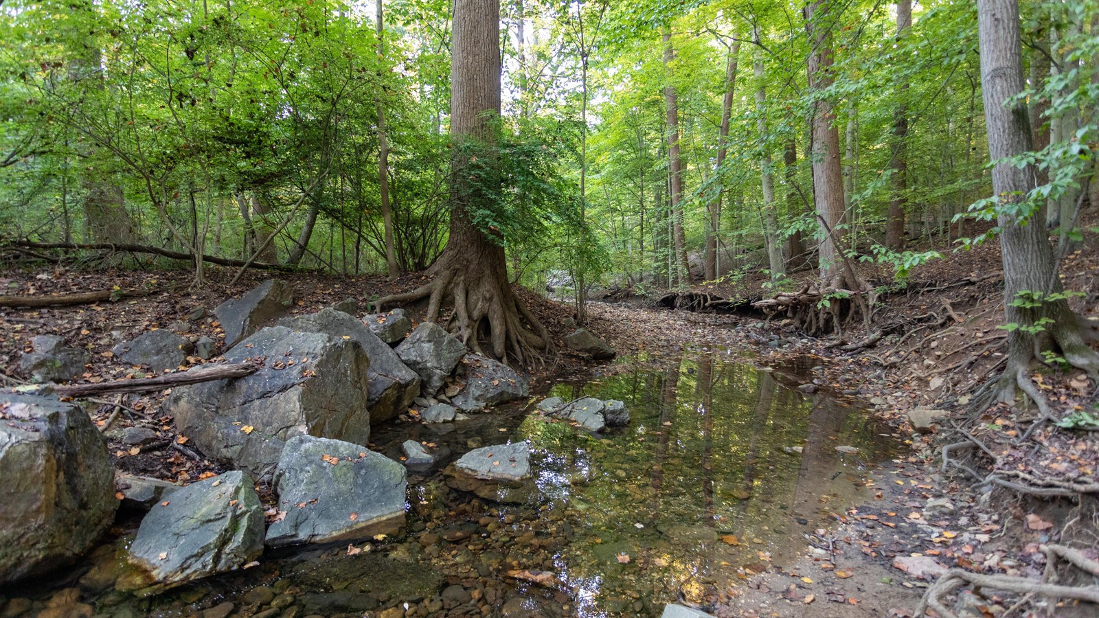 A steam next to a trail in a wooded forest. 