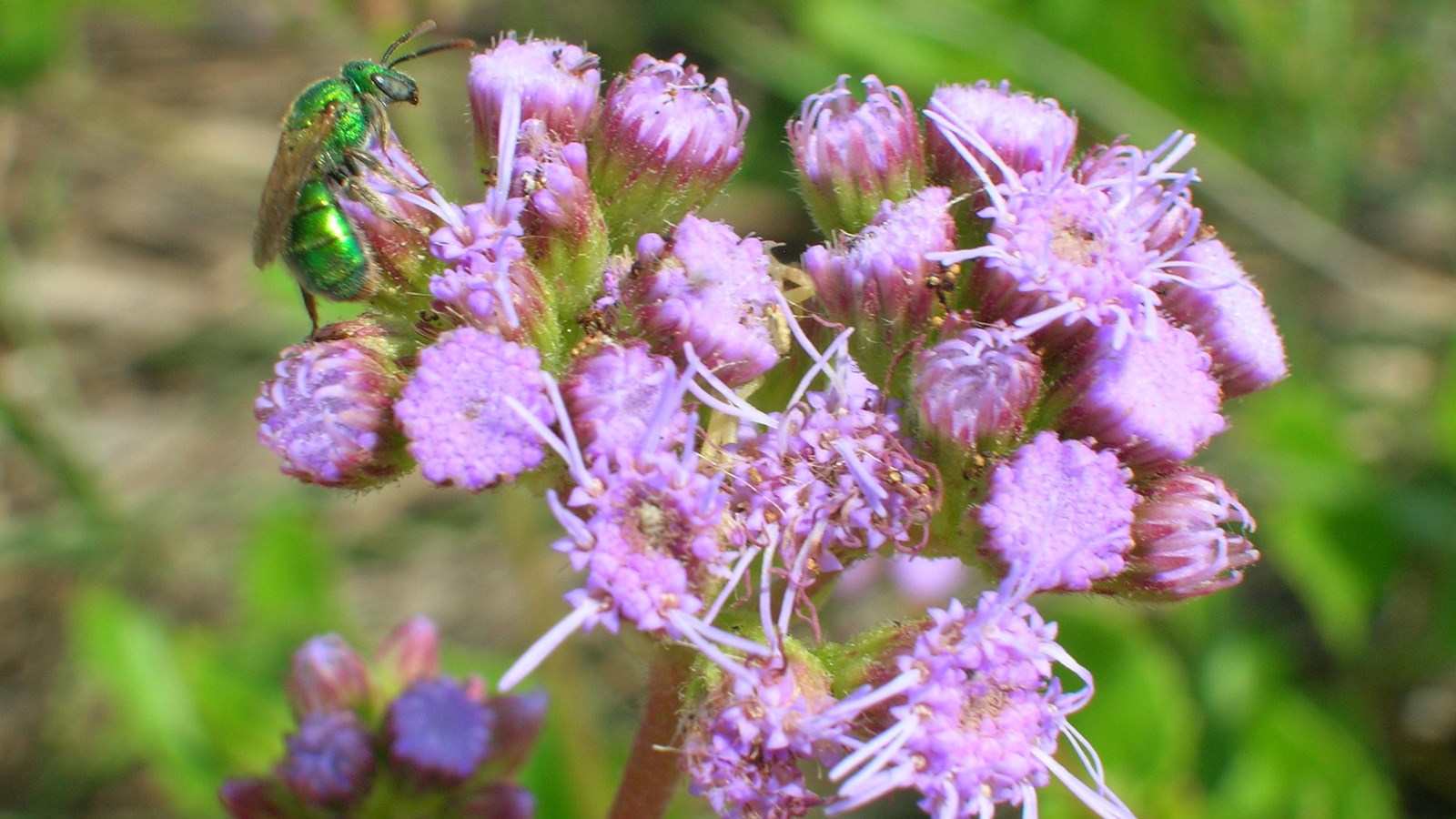 A periwinkle-colored flower with a green bee.