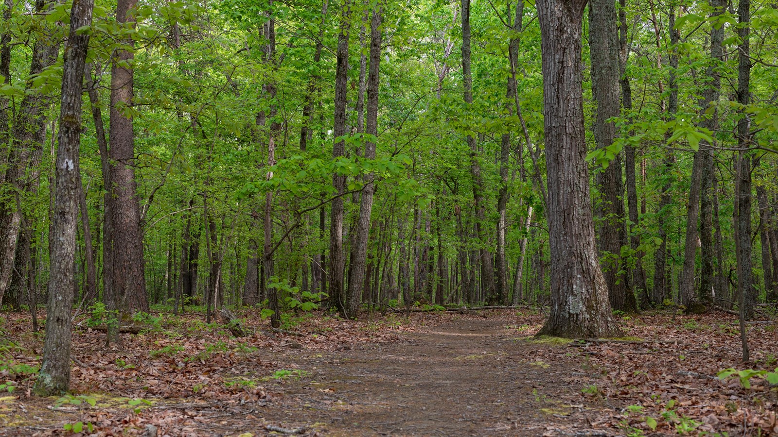 A path through the woods.