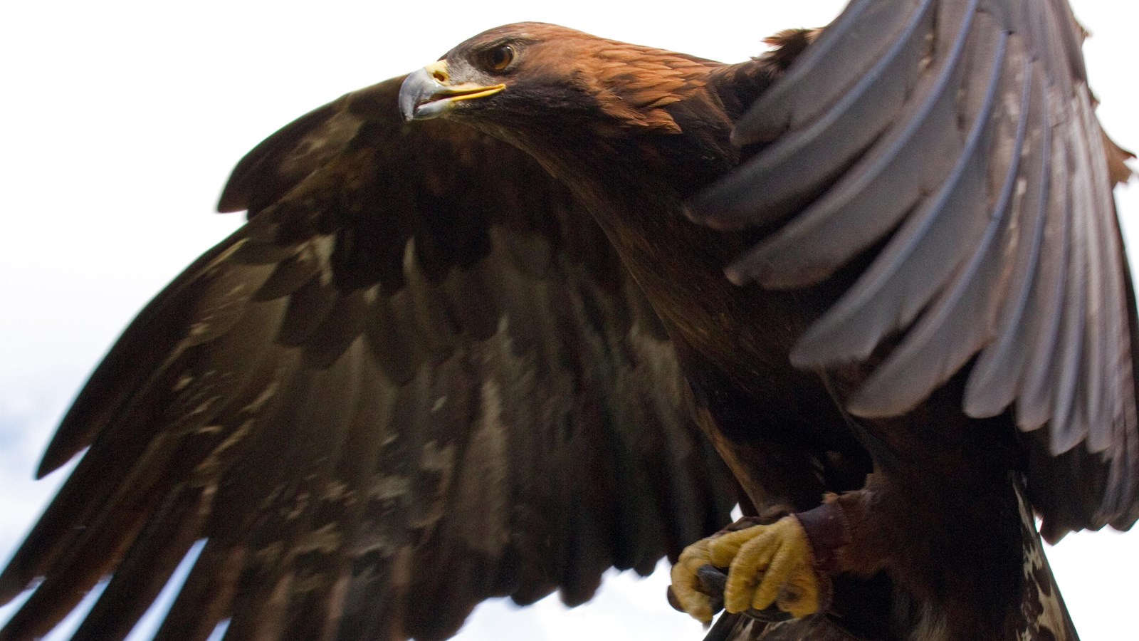 large brown bird  in flight with hooked bill.