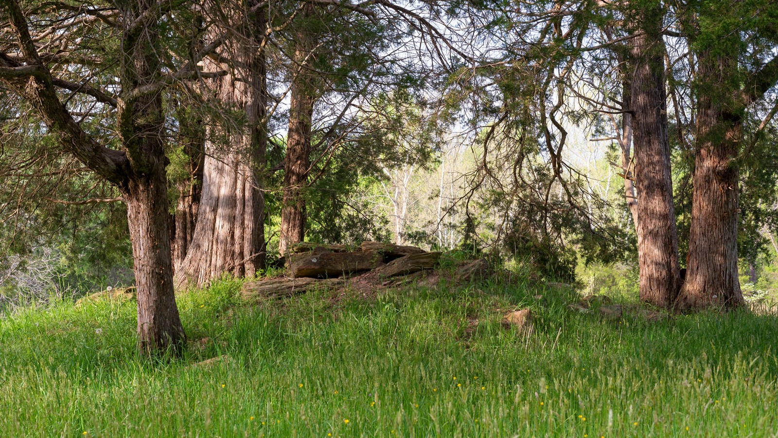 A small mound covered with grass and thin trees.