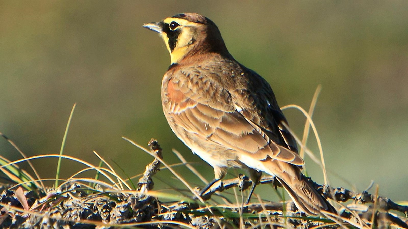 brown bird with yellow head in grass
