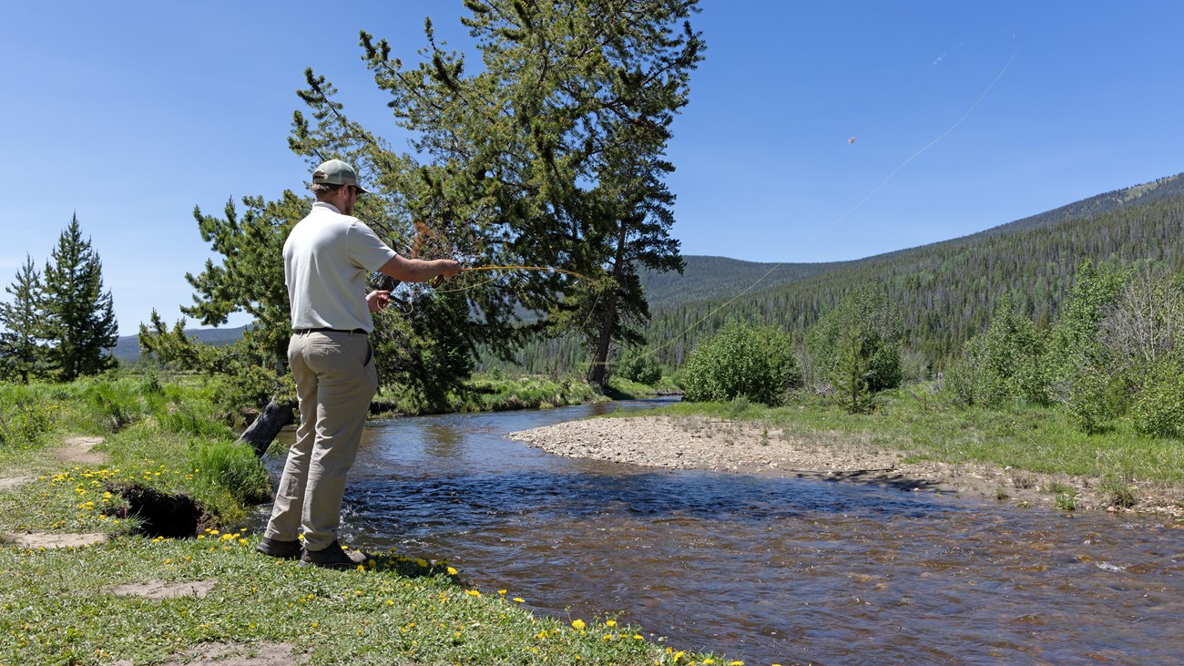 A many is fly fishing while standing along the bank of a river in summer