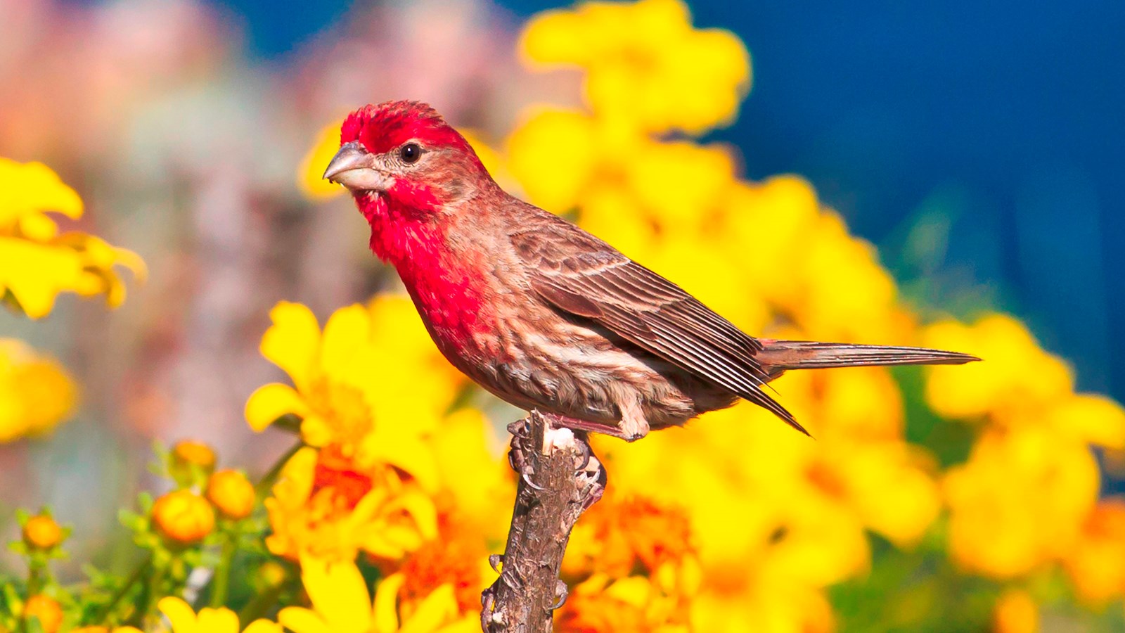 brown and red small bird with cone beak on branch