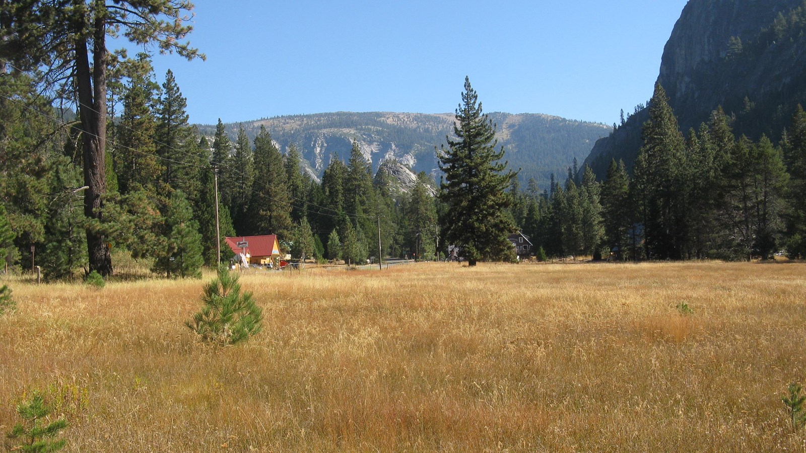 A large field of golden grass lies in the foreground. In the background are tall pine and fir trees.