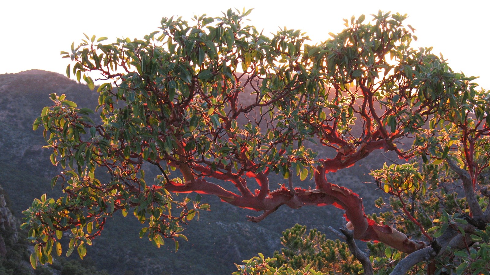 A tree with red bark, small green leaves and small red berries is growing along a cliff side.