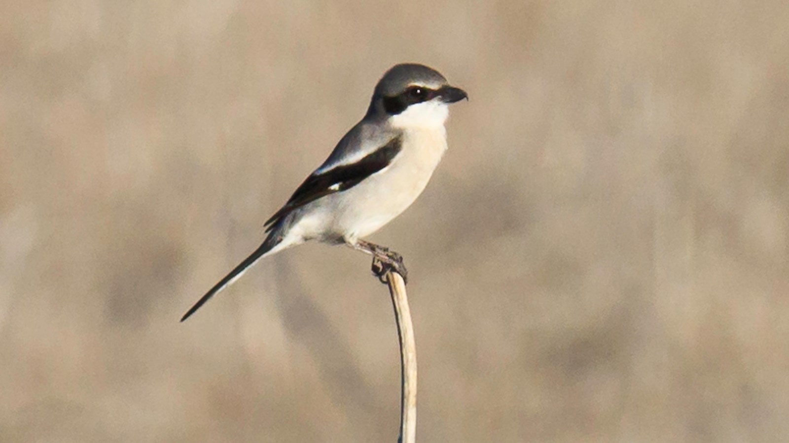 small bird with curved beak on branch