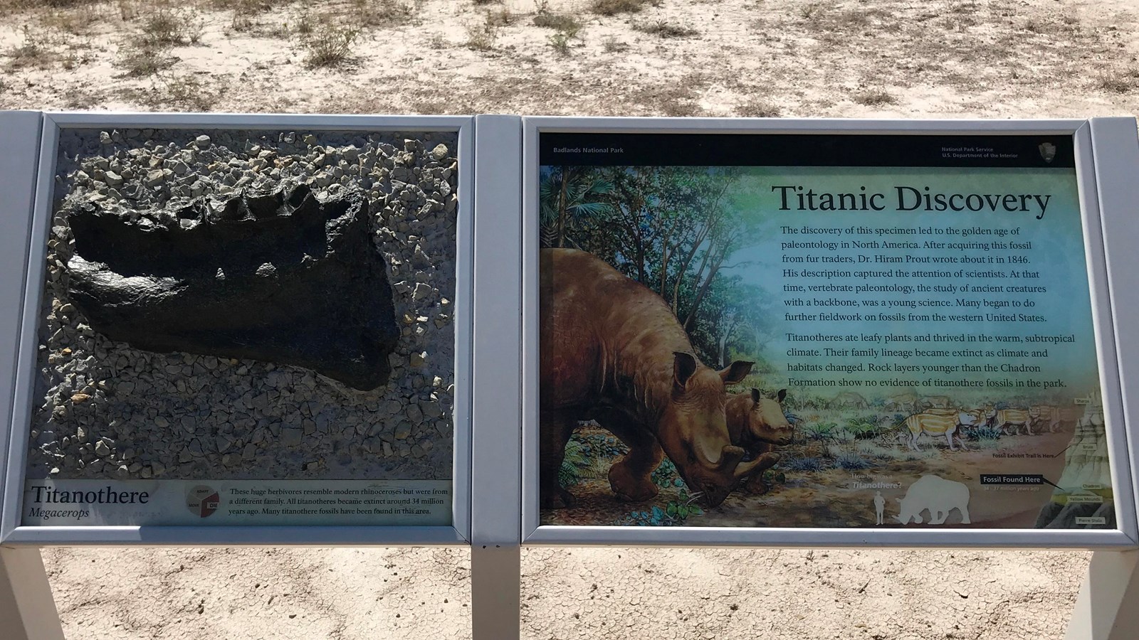 A two-panel exhibit showing illustration of two large rhinoceras looking beasts and a bronze jaw.