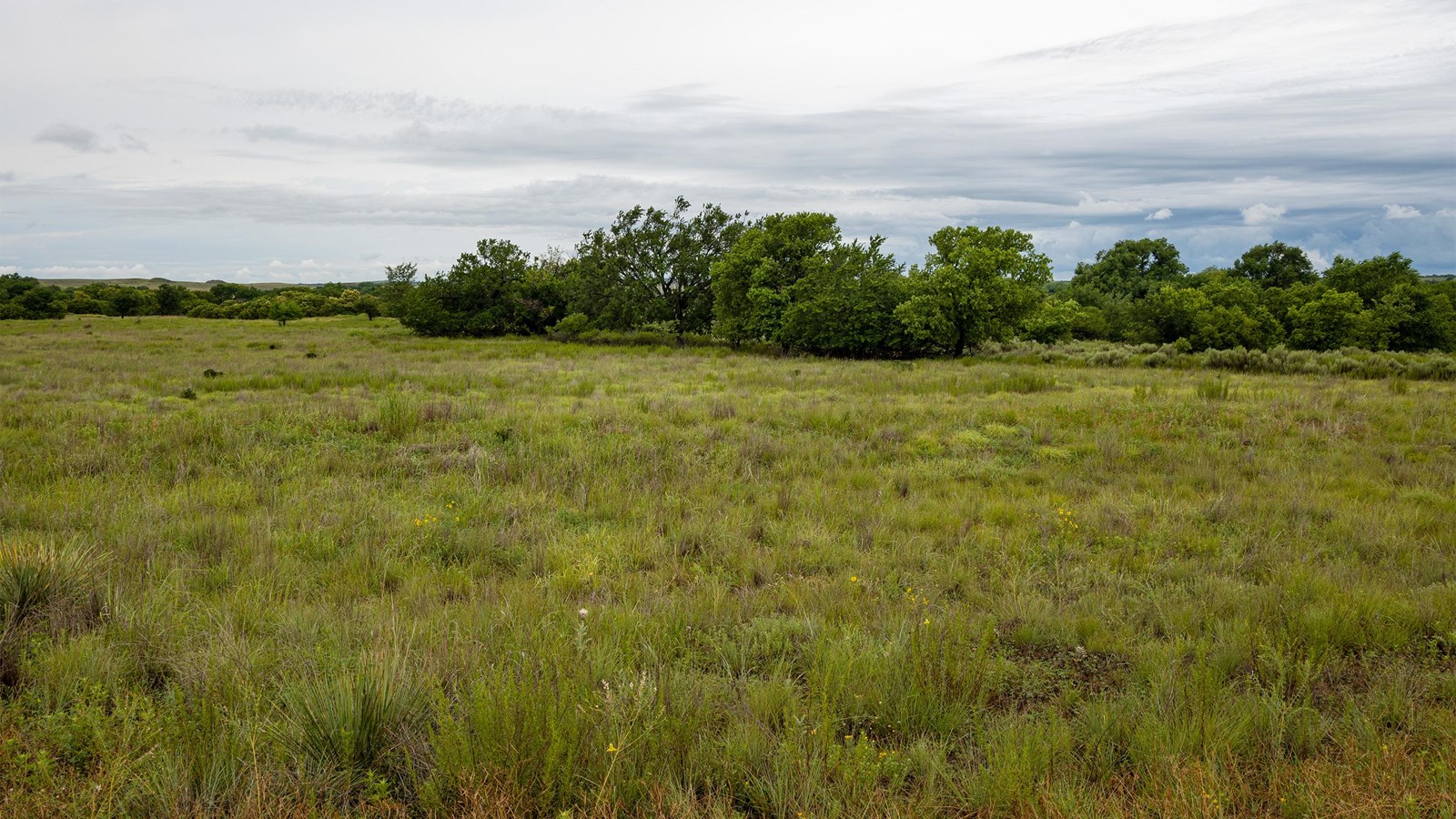 A grassy field with trees in the distance under a cloudy sky.