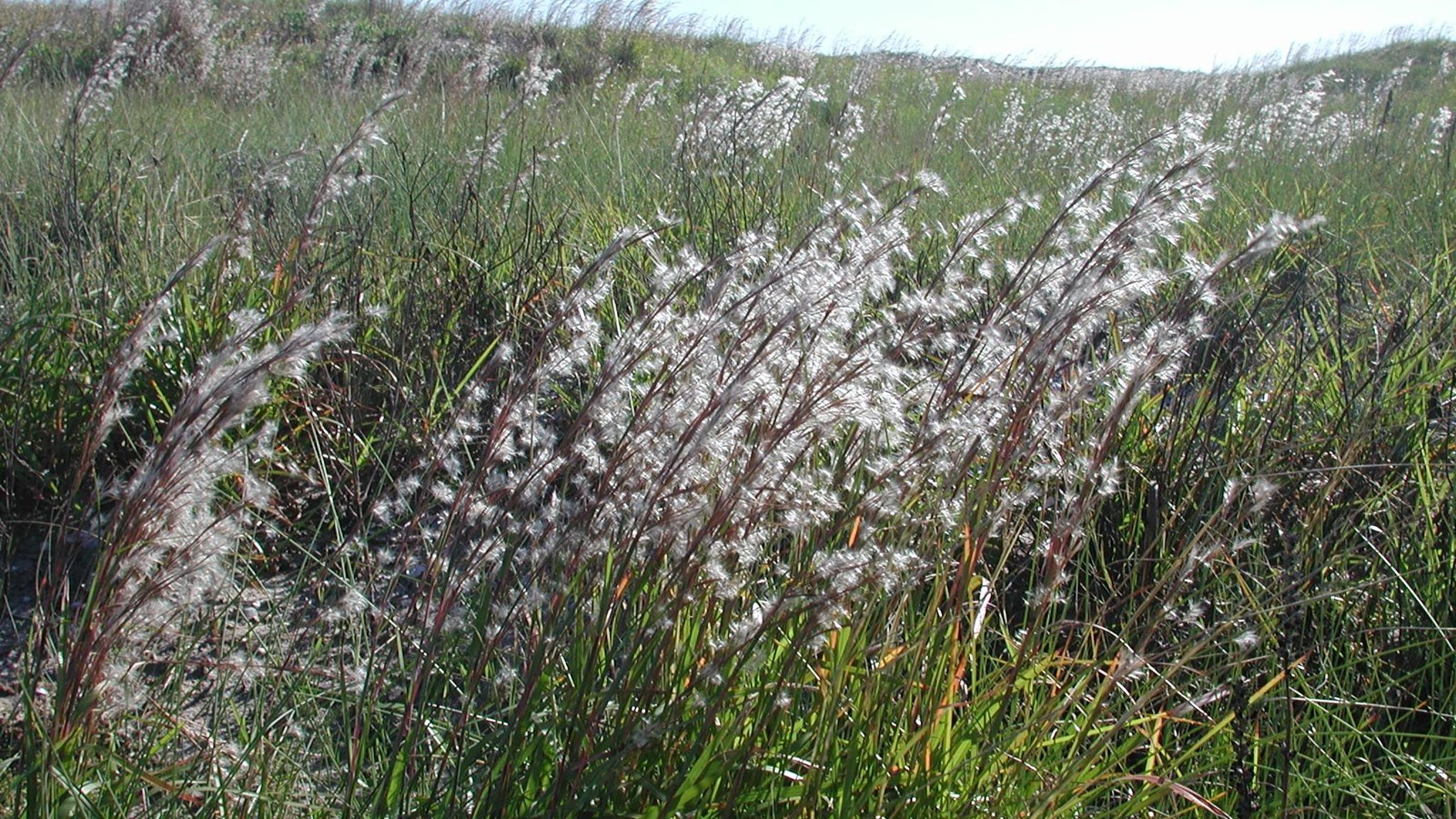 A large bunch of grass with fluffy seed heads.