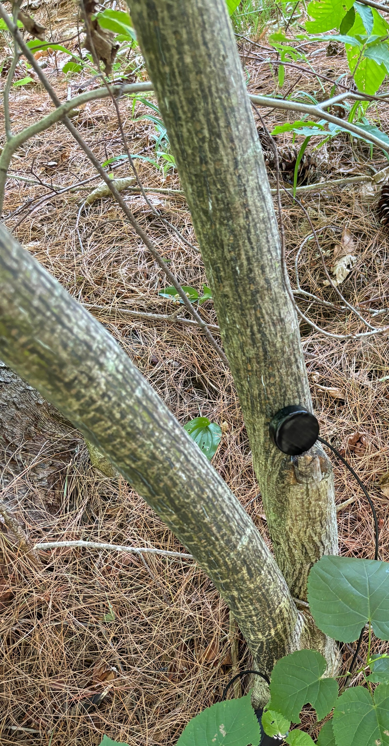 sound equipment hooked up to a tree