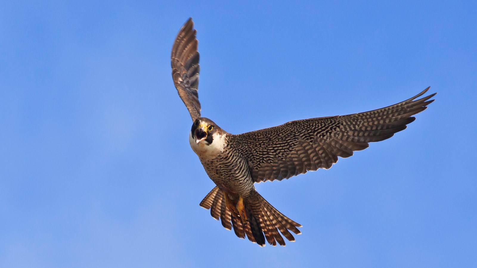 Flying bird with blue sky