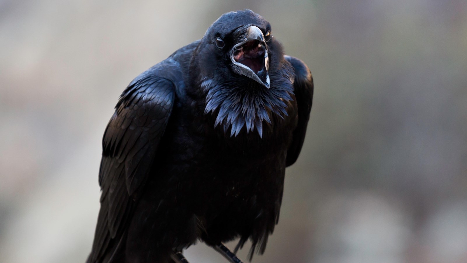 large black bird with beak open