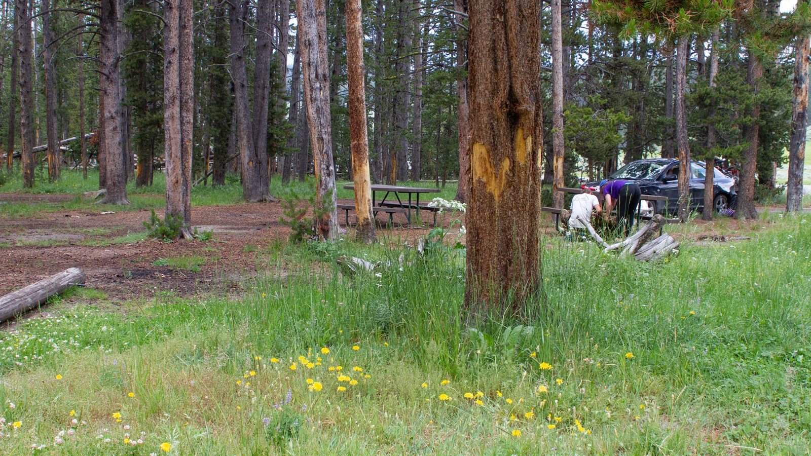 Picnic table in wooded area