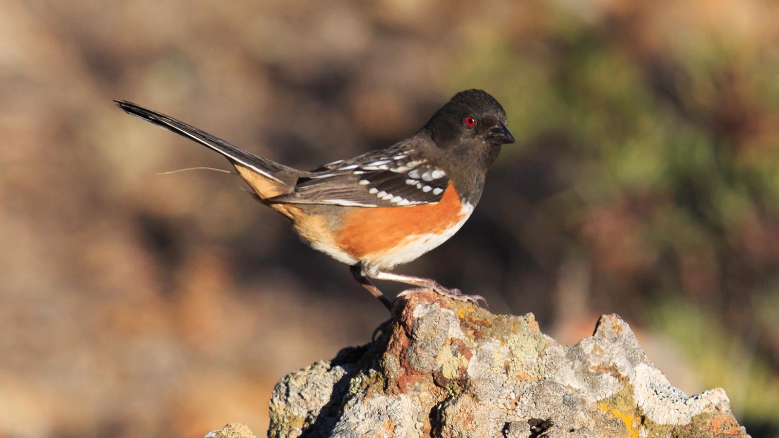 Spotted Towhee (. National Park Service) Spotted Towhee (. National Park Service)