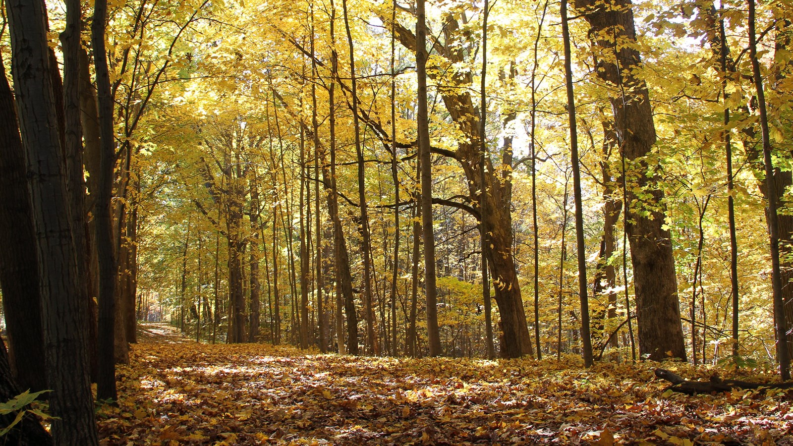 Golden leaves cling to the trees and reflect in the sun. A blanket of fallen leaves cover the trail.