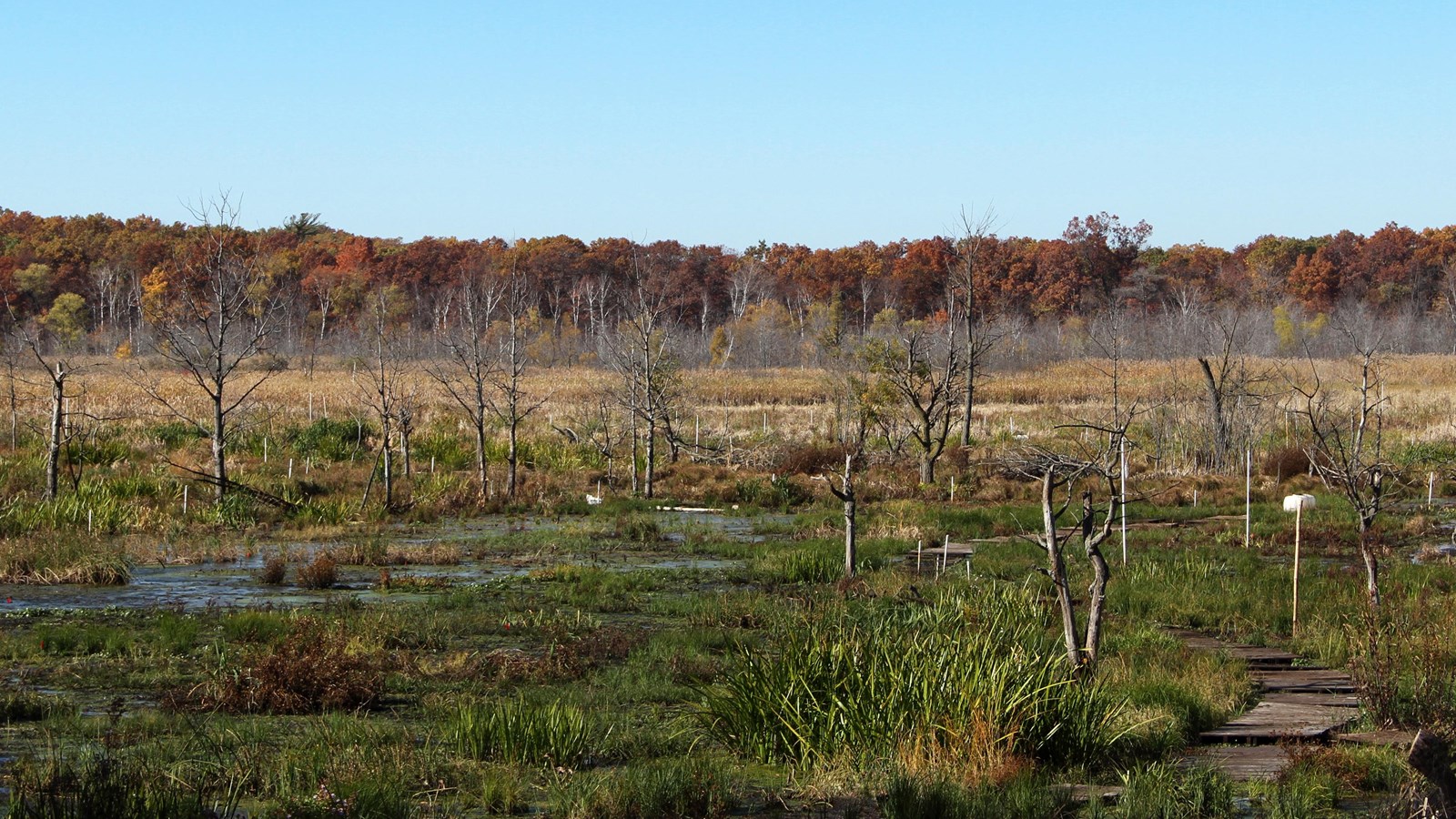 Green vegetation floats in the wetlands of Cowles Bog. Tree trunks rise from the waters.