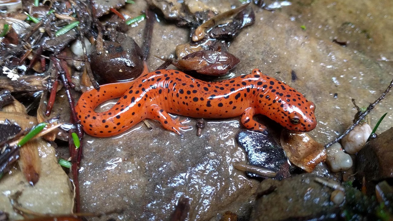 A orange salamander with black spots.