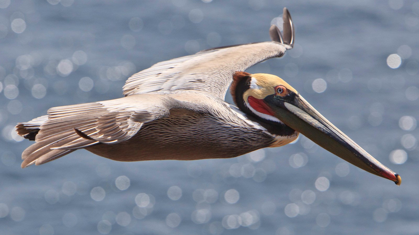 large tan bird in flight with long bill. 