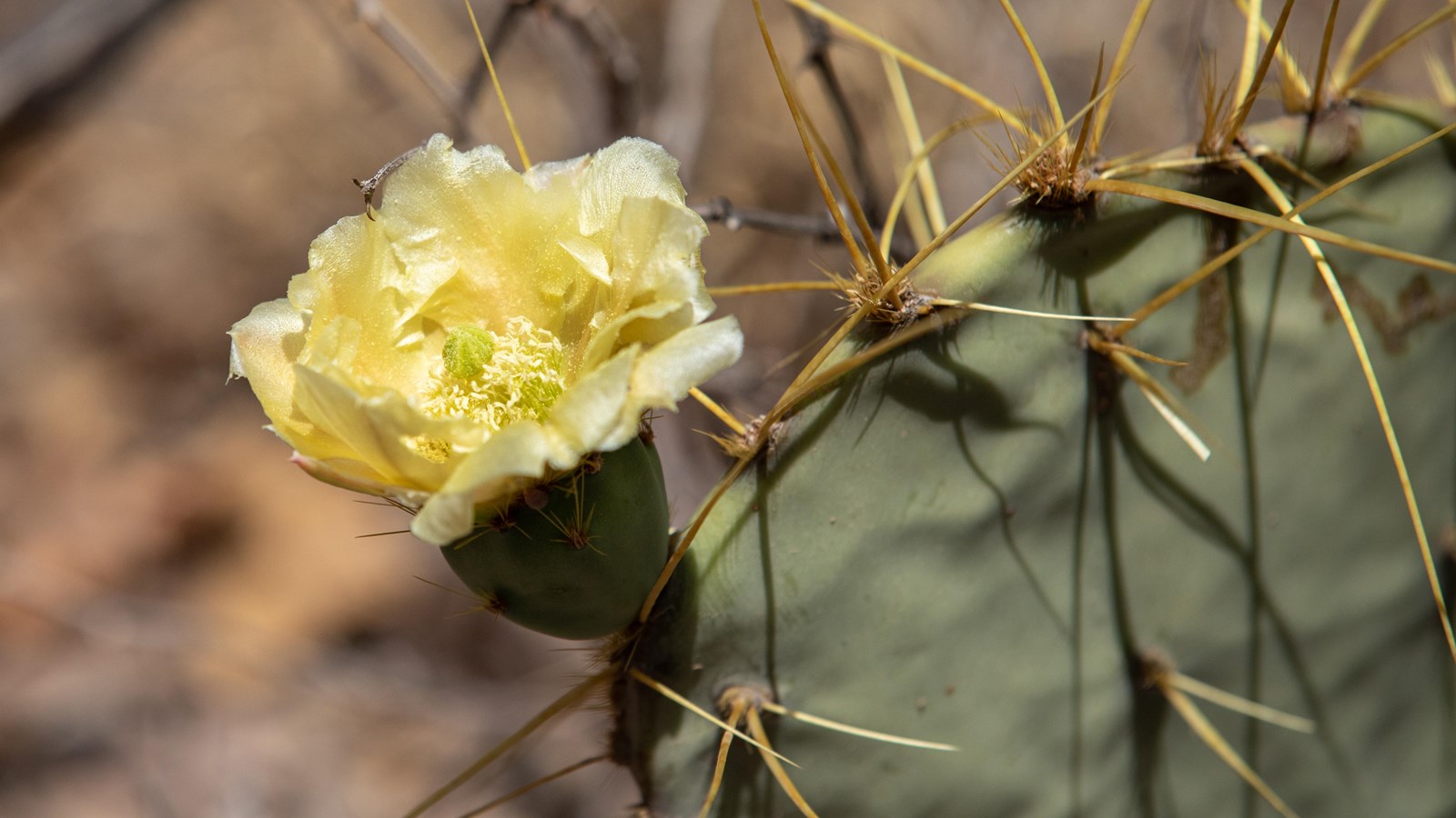 A prickly pear cactus sports a yellow bloom on the side of one pad. 