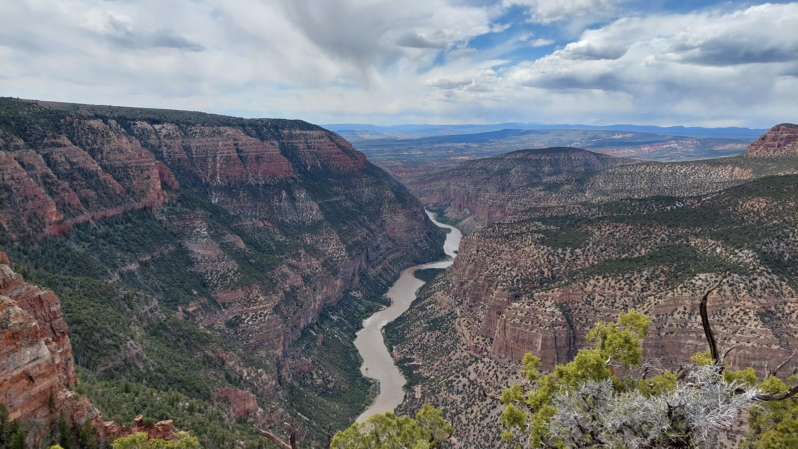 A large reddish canyon dotted in pine trees.