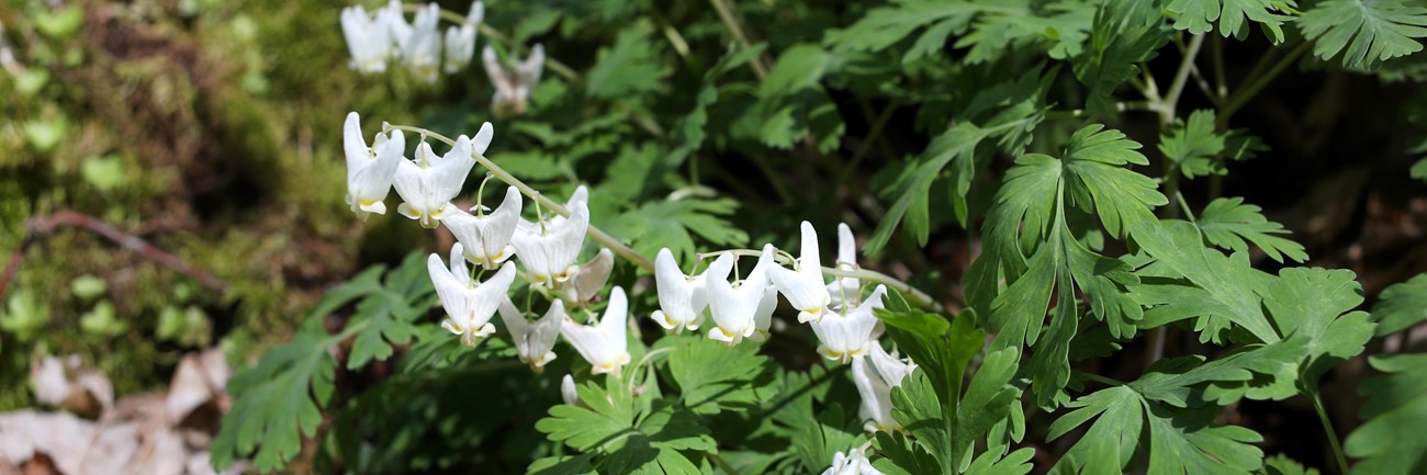 White flowers