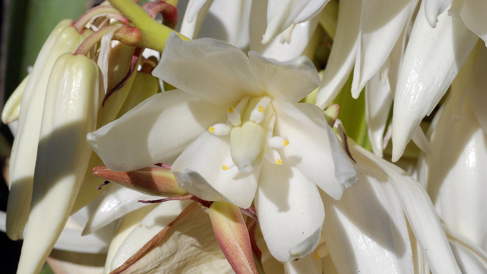 a close up of a white waxy flower amongst other white waxy flowers