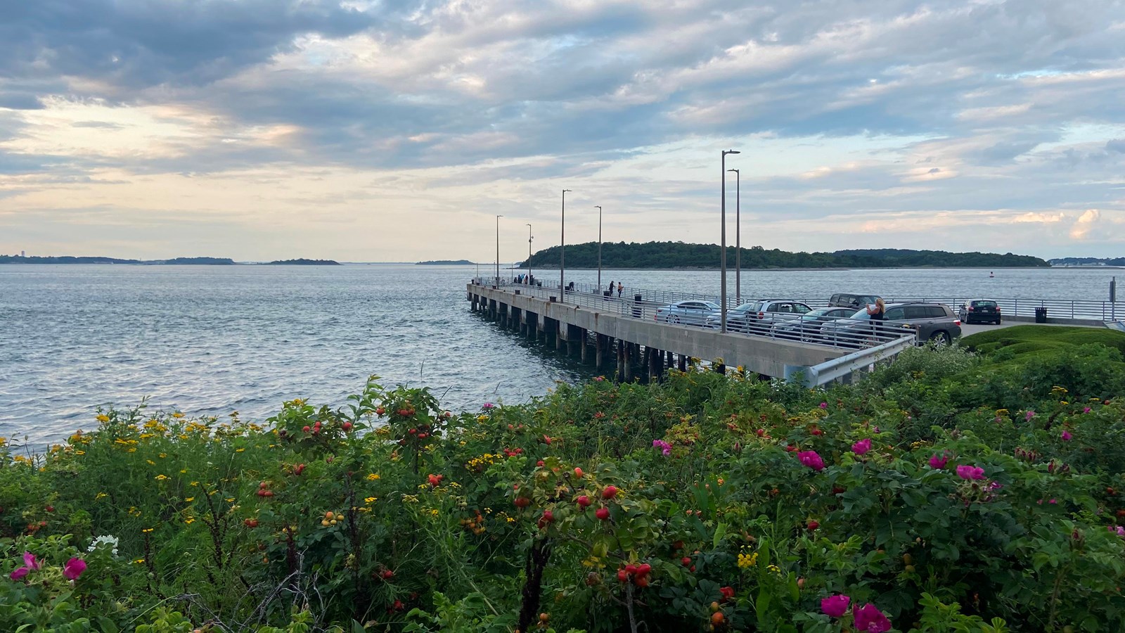 A view overlooking vegetation and a pier. The harbor is in the distance.