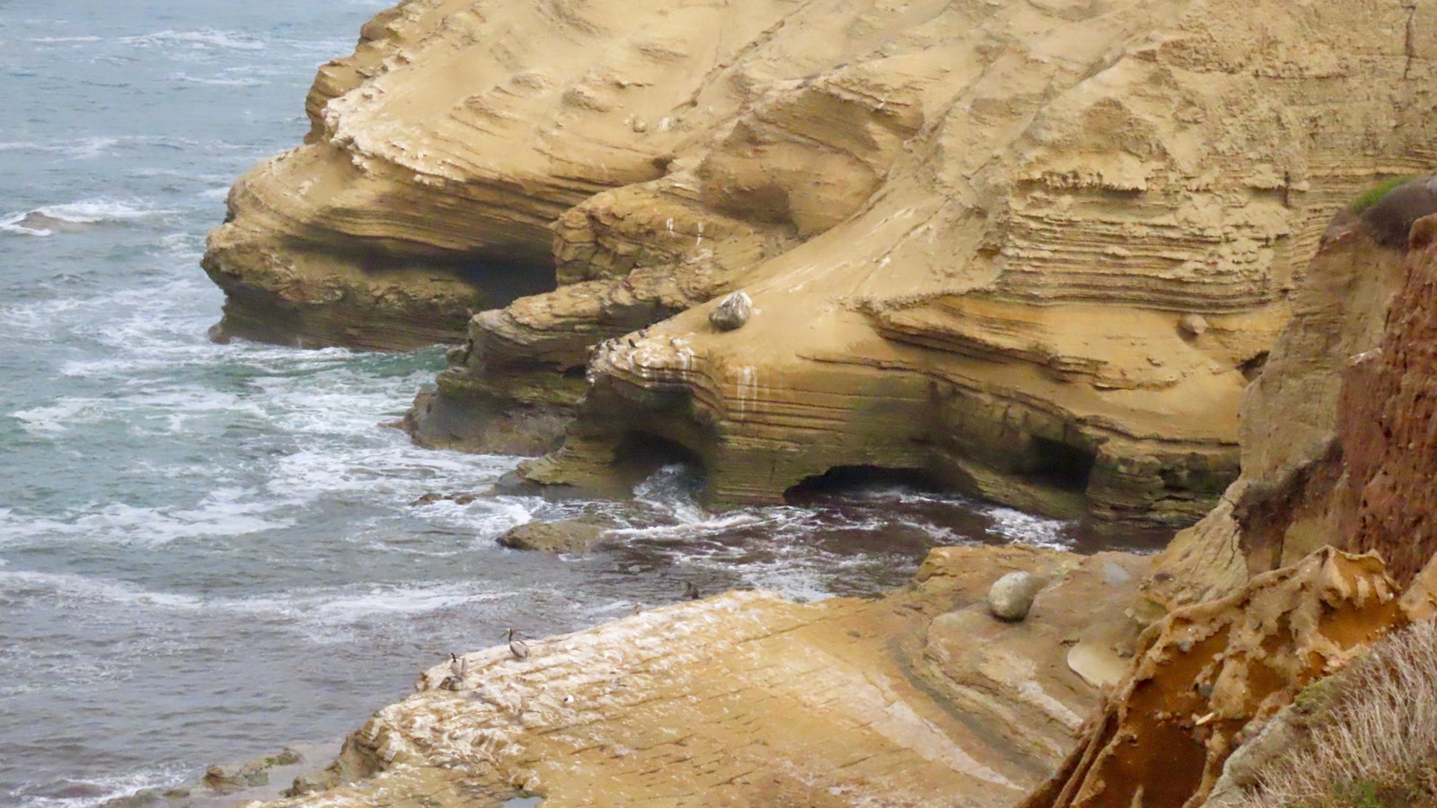 Tan sandstone cliffs at the edge of the ocean. Birds are sitting on the rocks in the foreground.