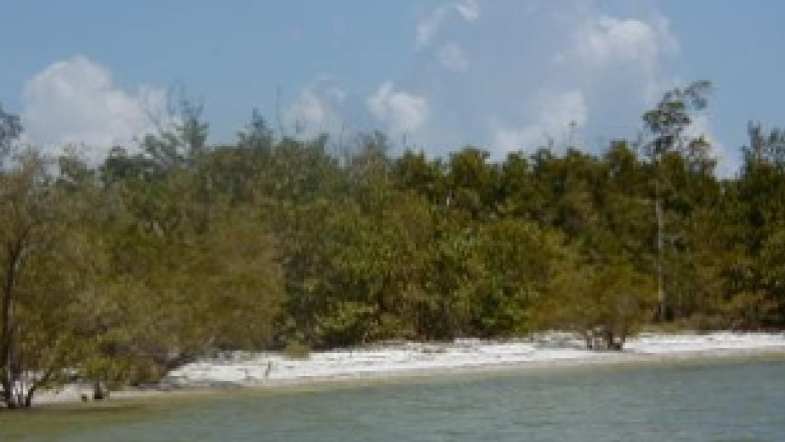 A thin patch of white sandy beach, with calm blue waters. Shrubby green vegetation grows thickly
