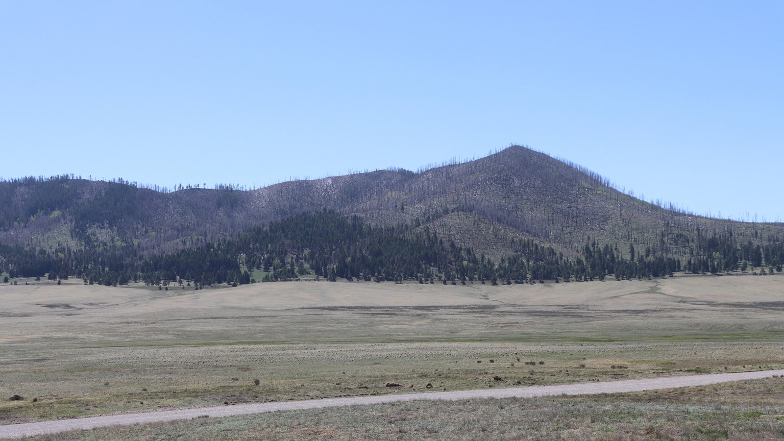Where the bases of forested mountains meet a grassland, fan-shaped deposits of alluvium are present.