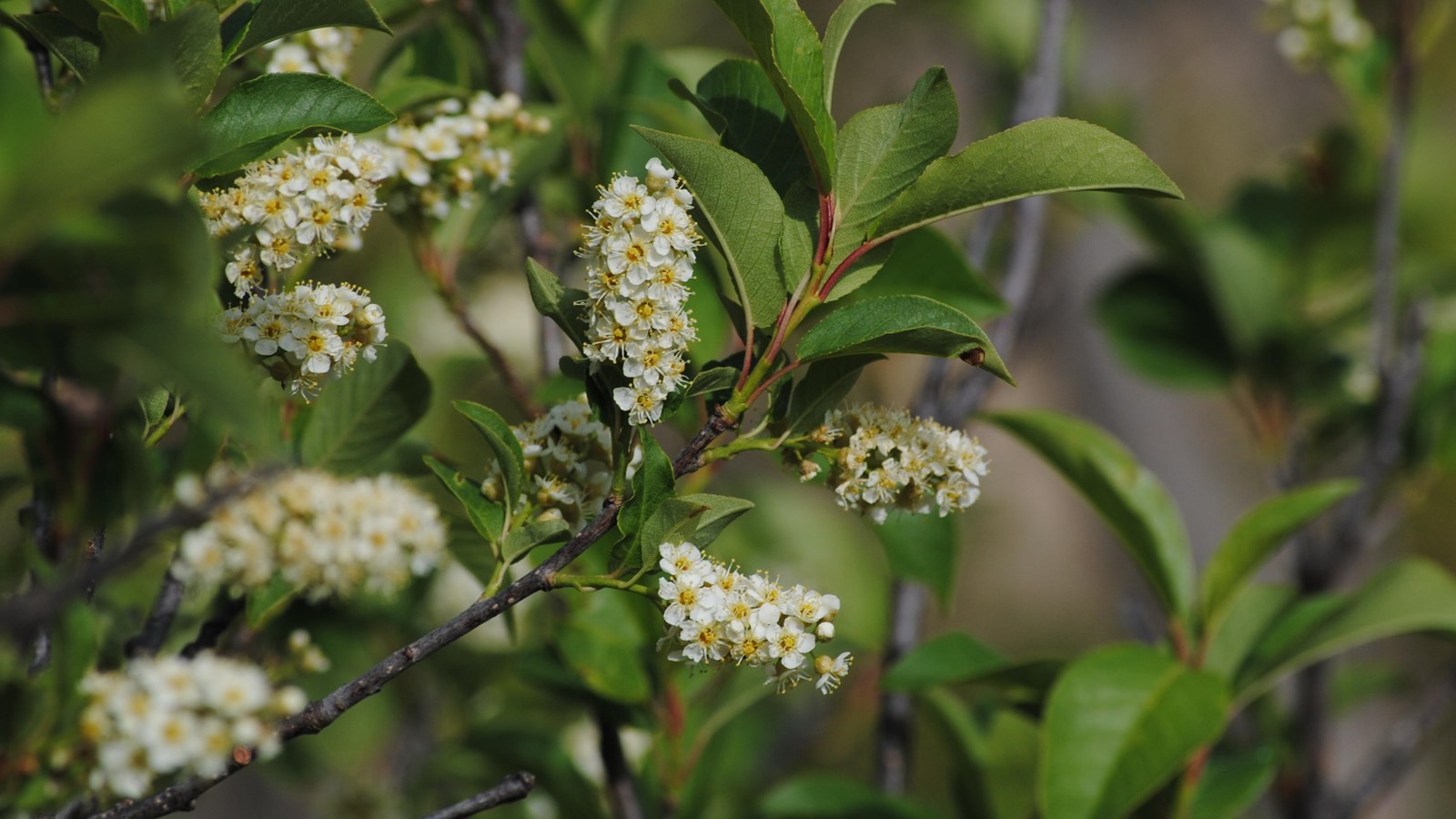 Chokecherry branch in bloom with bunches of white flowers