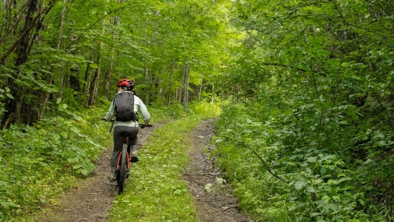 A person biking in a dense, lush green forest on a double track trail.