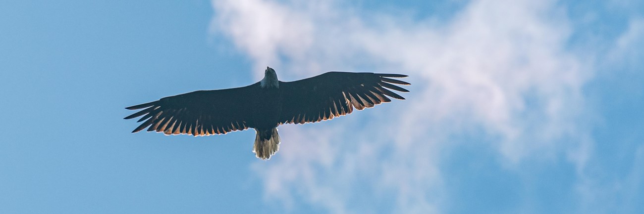 Eagle soars through a blue sky