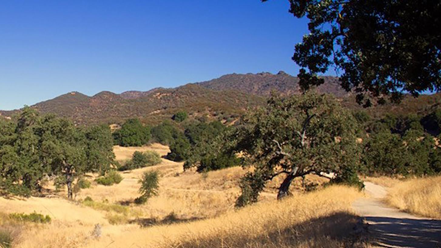 Oak littered grassland with a trail leading into tress and mountains in the background.
