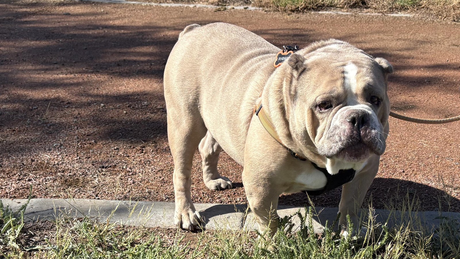 An English bulldog enjoys the trails at Chamizal National Memorial