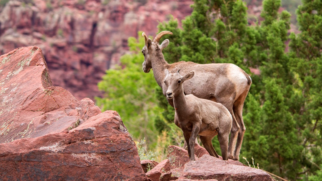 A mother bighorn sheep with her offspring on a rock outcrop.