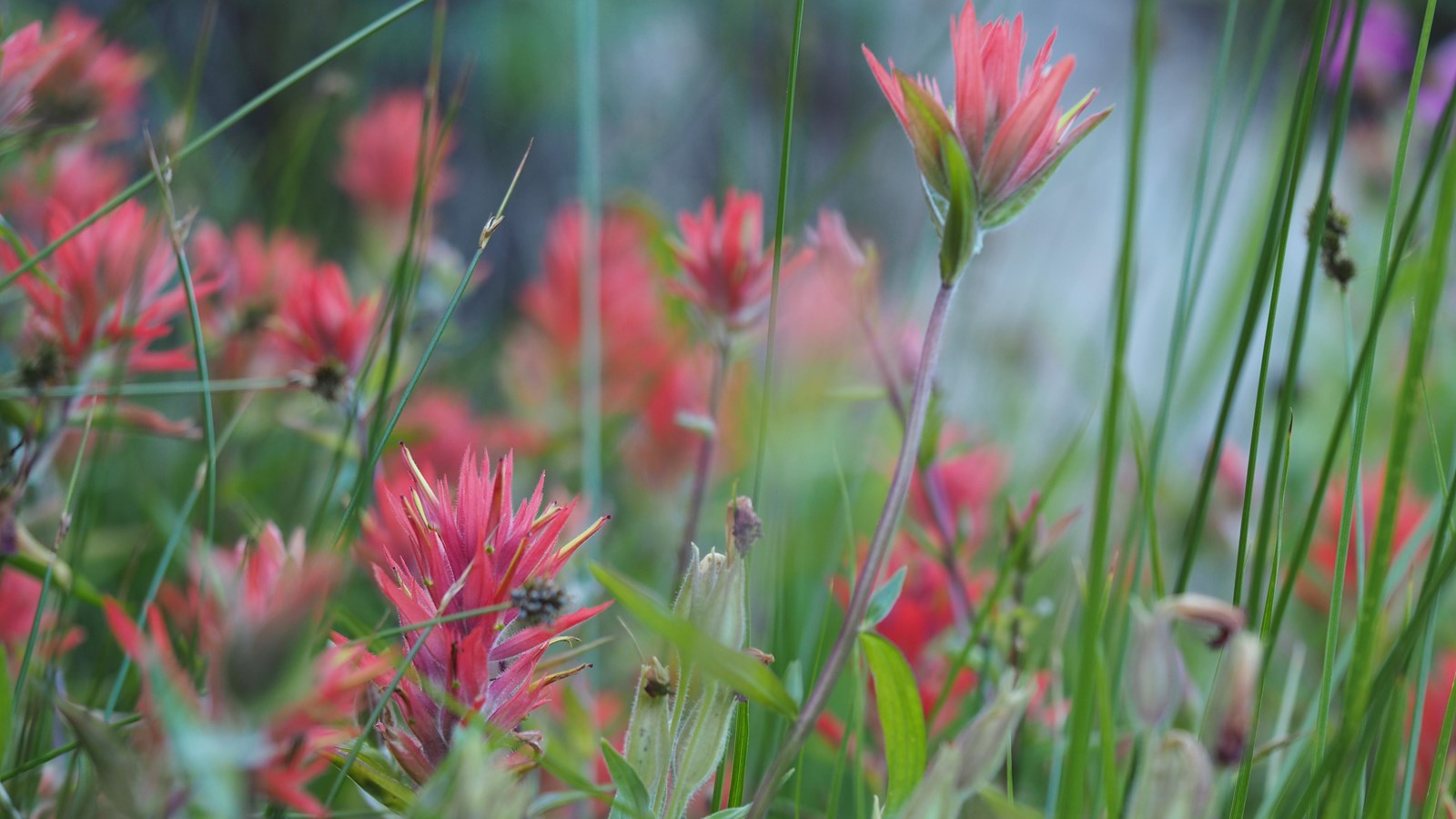 Magenta paintbrush 