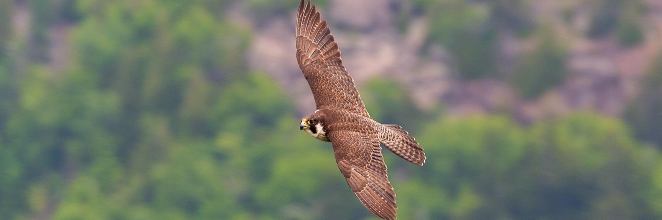 a large falcon with pointed wings flying
