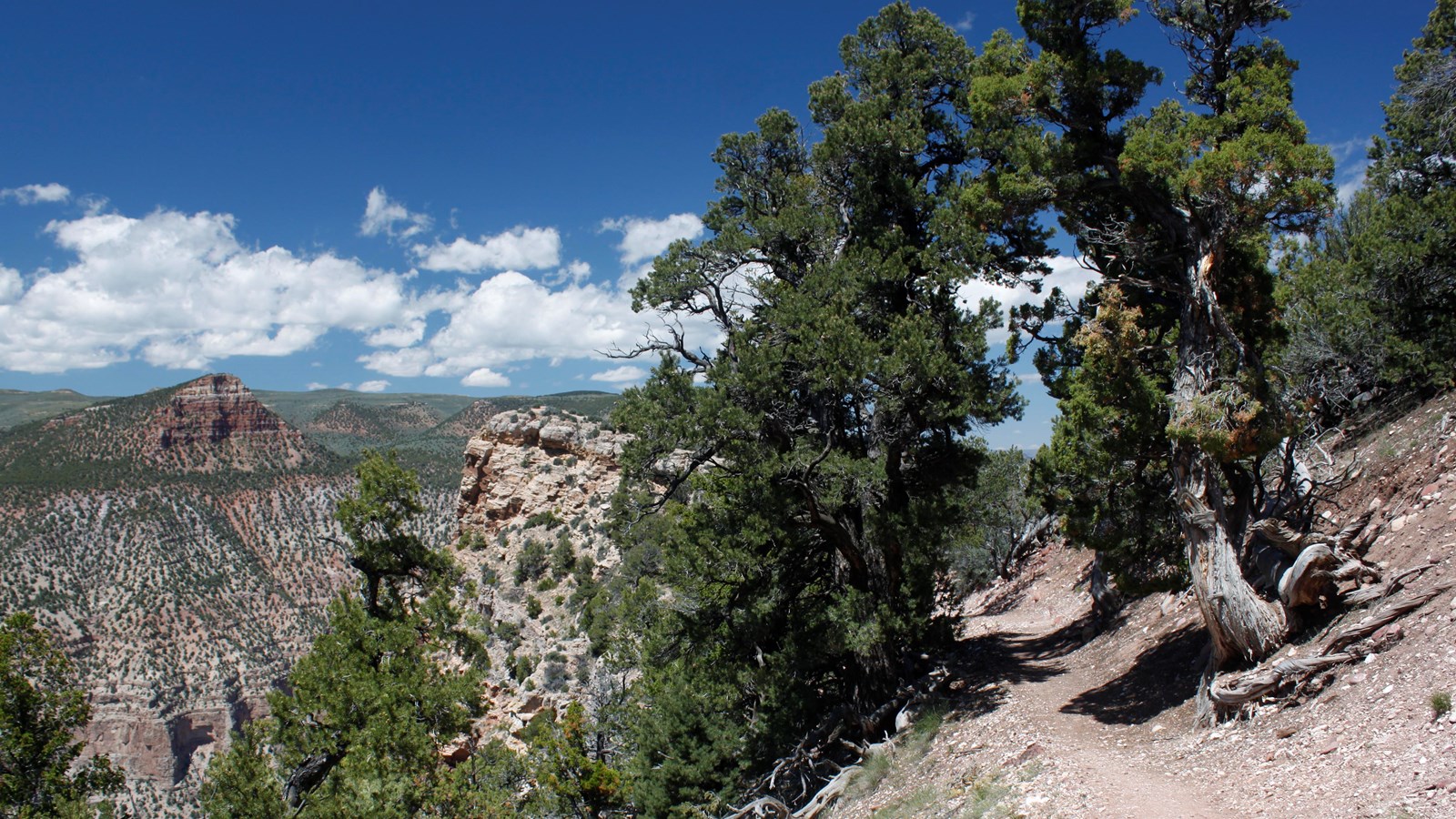 A dirt trail running along a slope with rocks and pine trees.