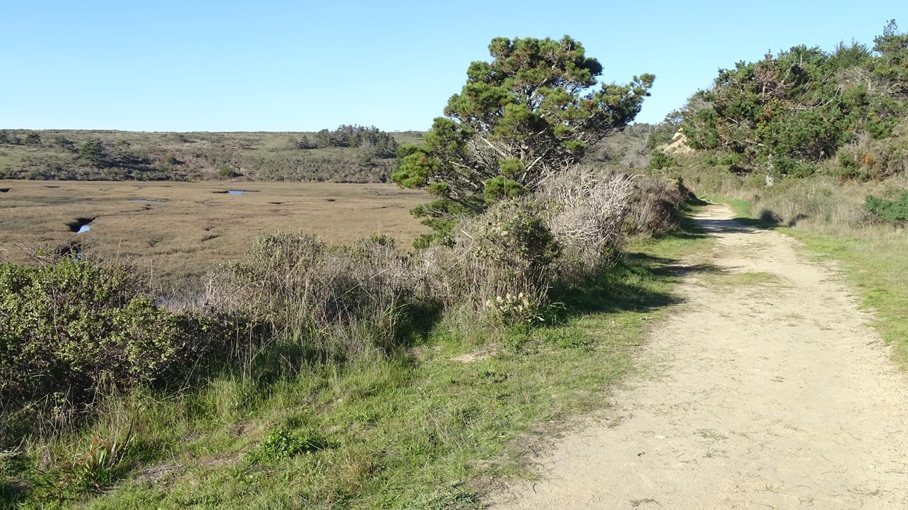A dirt path skirts along a marsh and past a few pine trees.