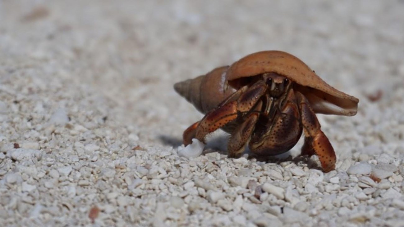 A small crab in a pretty white shell crawls on a white sandy beach. 