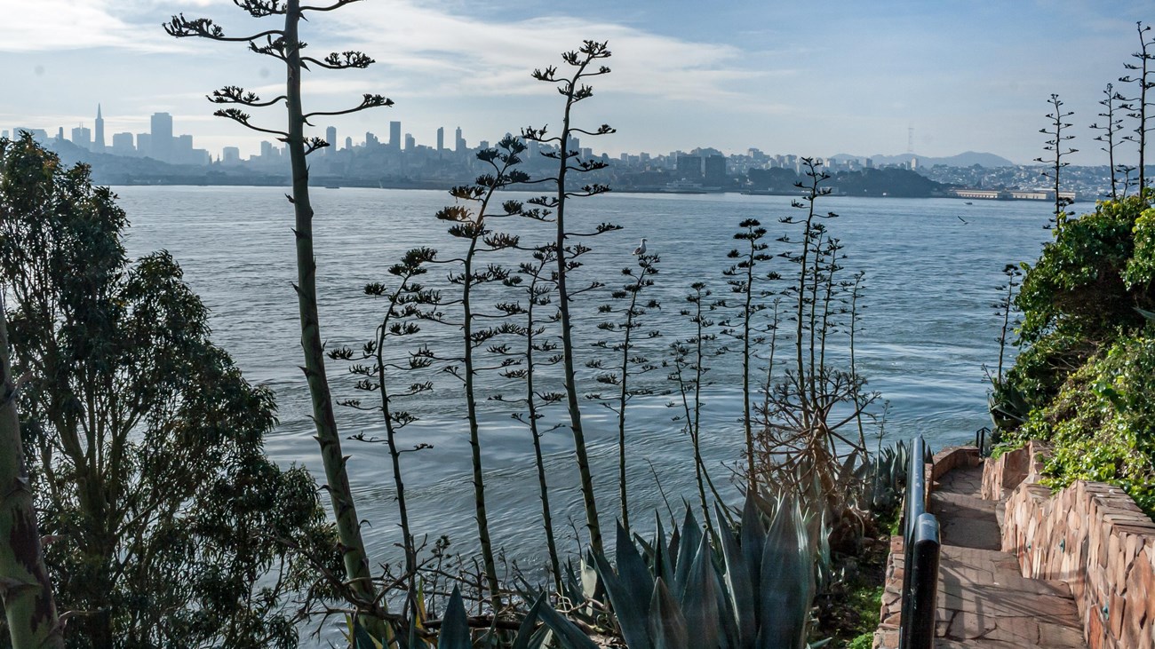 Tall plants surround a set of stairs leading towards water. Across the water is a city skyline.
