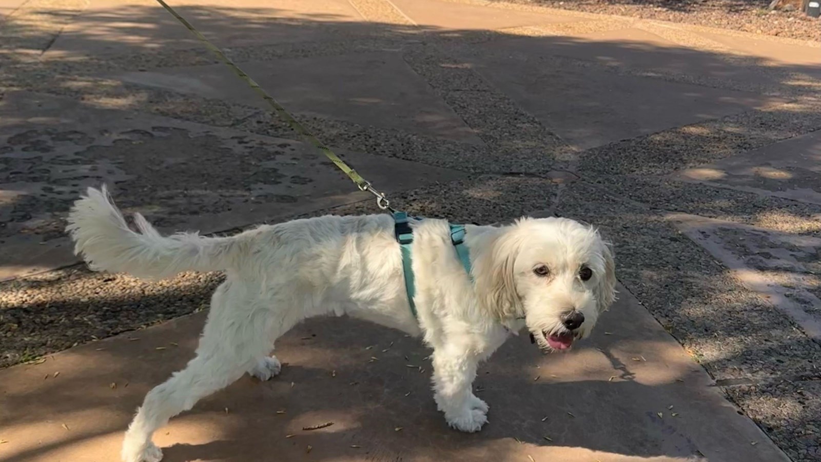 A white dog tugs excitedly on her leash on the walkways at Chamizal National Memorial