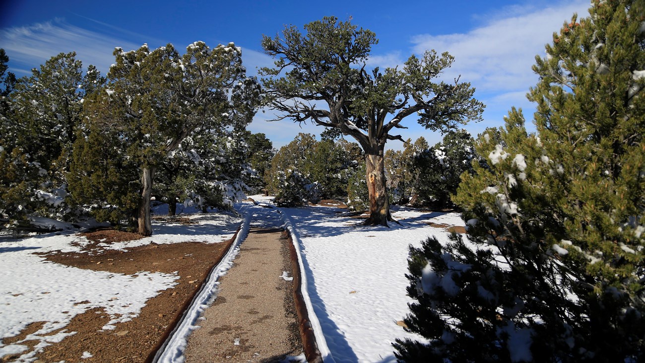 A paved trail moving between a snow covered pine and juniper forest.