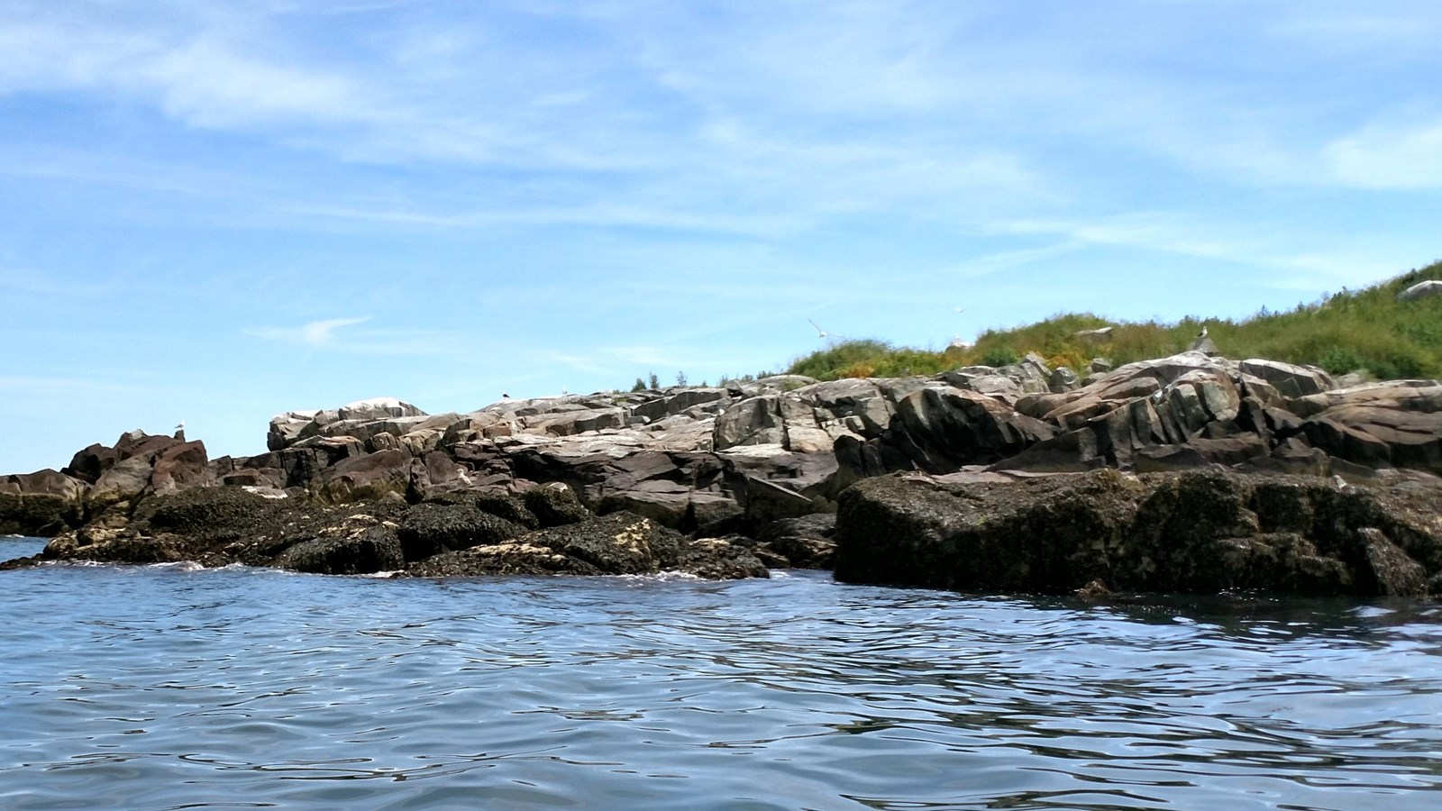a rocky island with some green shrubs and birds.
