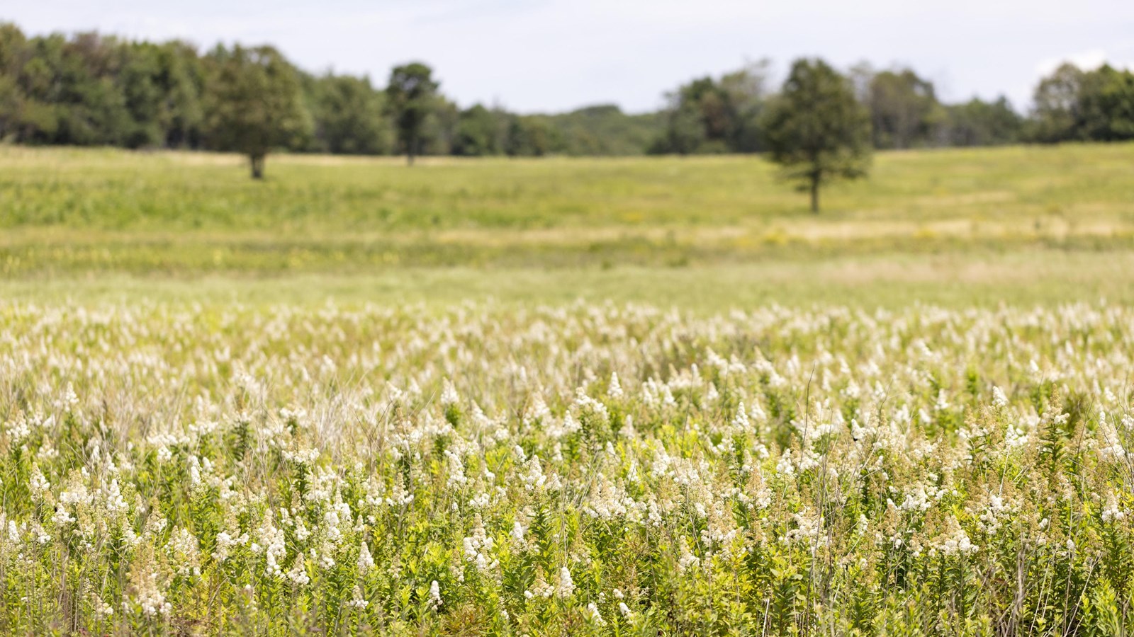 A large, grassy meadow with a line of dark trees in the background.