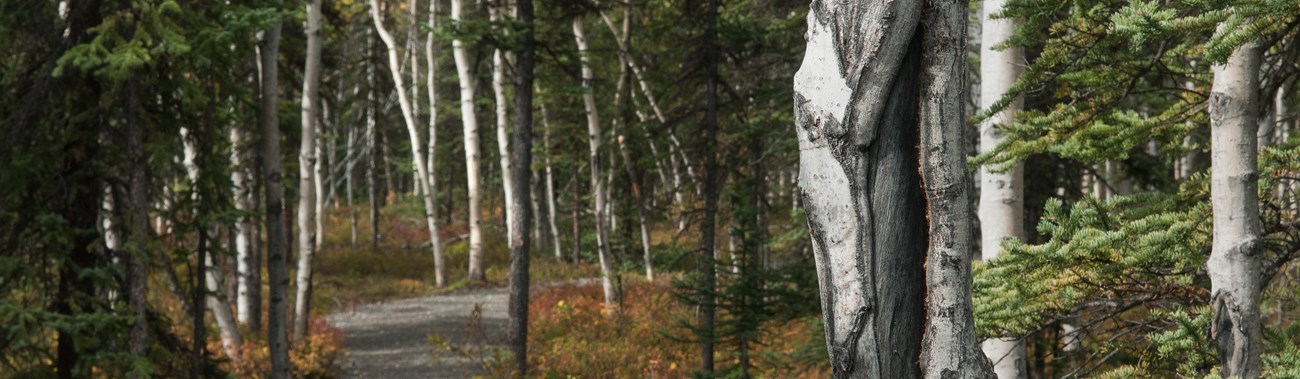 a trail leading through a forest of spruce and aspen trees