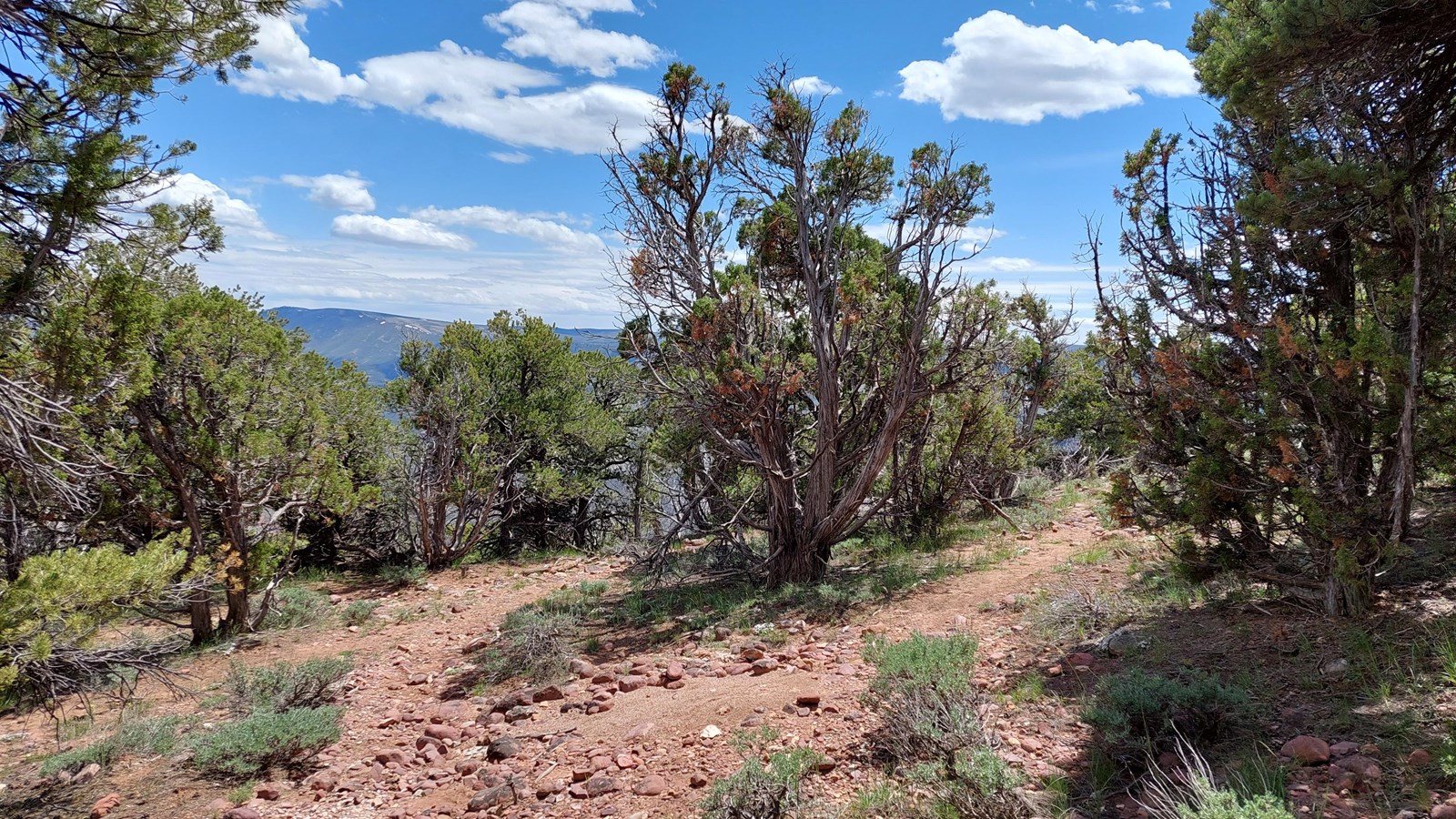A forest of pine and juniper trees.