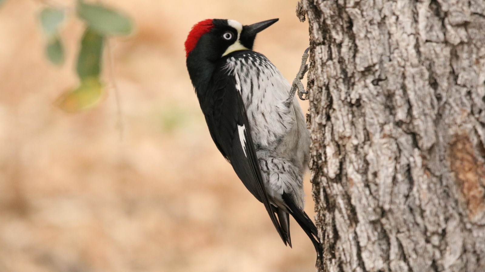 A bird with a black head and back, red patch on top of the head, and white belly clings to a tree.